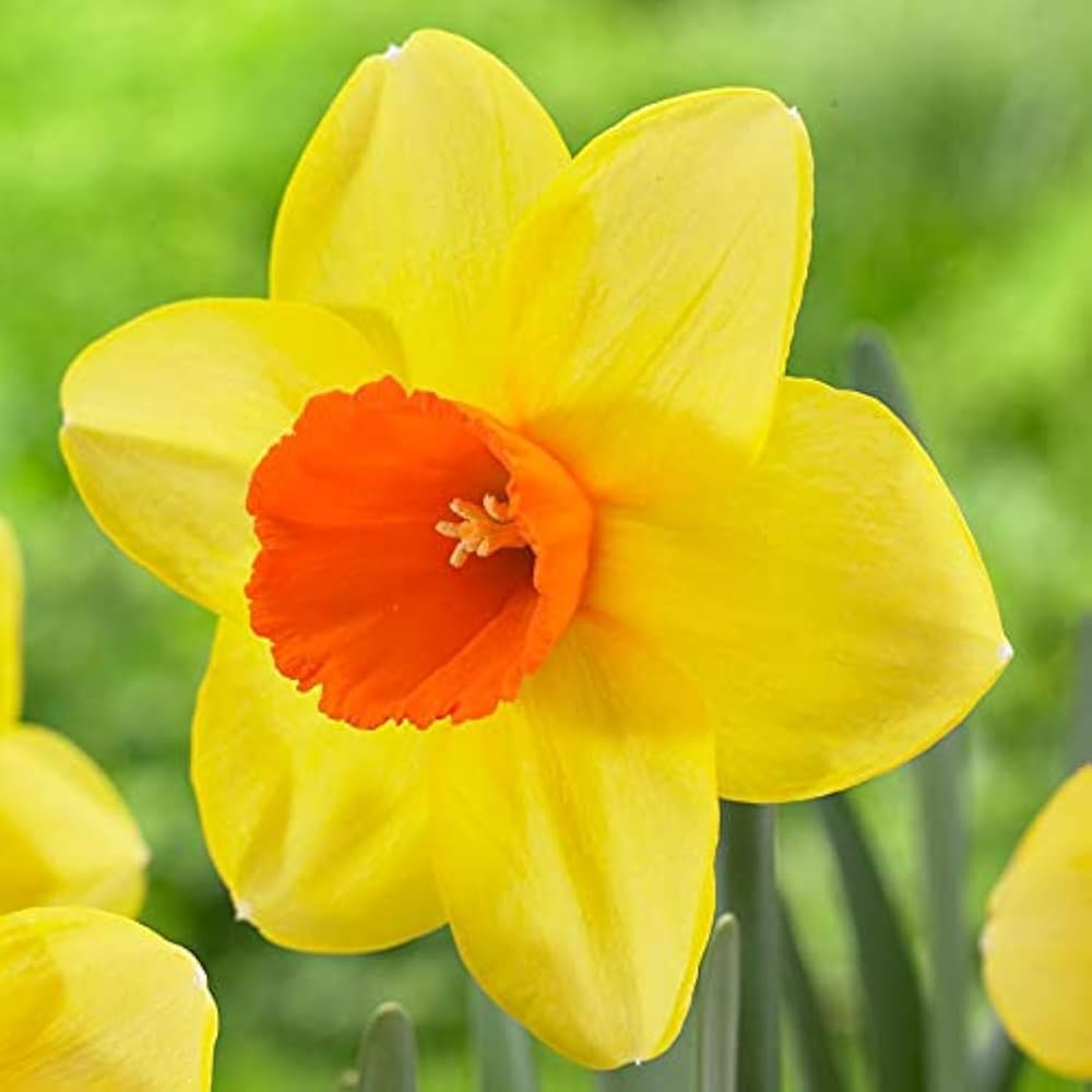 Daffodil Seeds For Planting - Orange & Yellow Perennial Flowers Flower