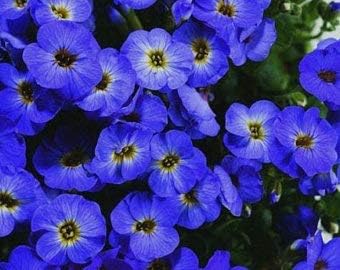 Dark Maroon Hoya Carnosa Flower Seeds for Planting Colorful Display Heirloom & GMO Free Seeds for Home Garden
 
 Sale for planting in home garden