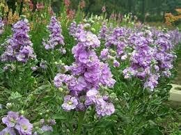 Purple & White Matthiola Incana Seeds For Easy Planting