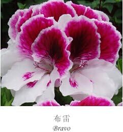 Mixed Regal Pelargonium Flower seeds for Planting - Cottage Garden Essential, Heirloom & GMO Free Seeds for Home Garden
 
 Sale for planting in home garden