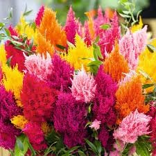 Plumed Flower seeds for Planting - Colorful Display, Heirloom & GMO Free Seeds for Home Garden
 
 Sale seeds for home garden