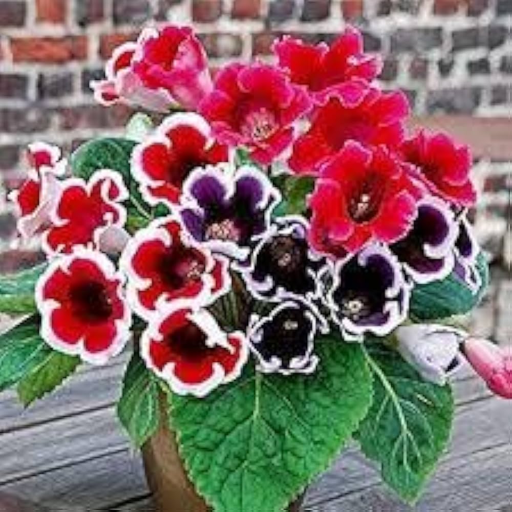 Red White Gloxinia Planting Seeds