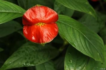 Pale Pink Nasturtium Flower Seeds for Planting Shade Tolerant Heirloom & GMO Free Seeds for Home Garden
 
 Sale for planting in home garden