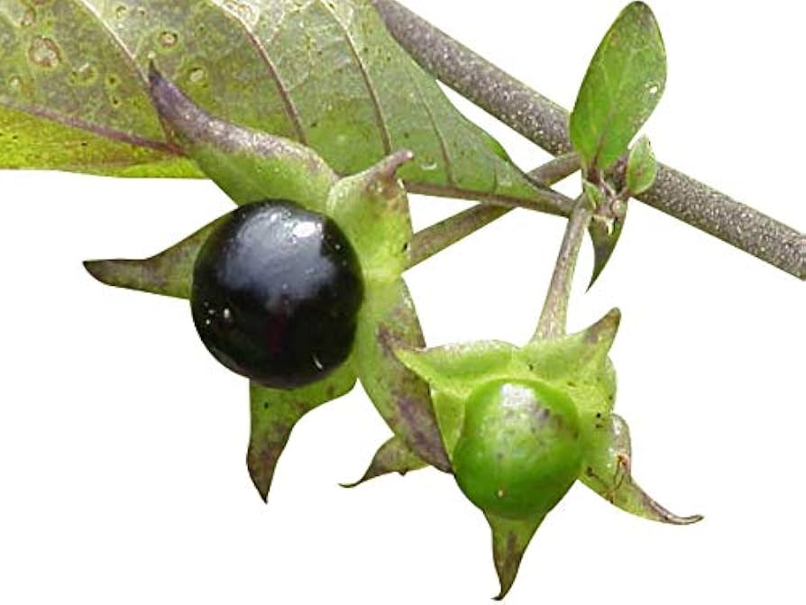 Black Belladonna Flower seeds for Planting - Wildflower Mix, Heirloom & GMO Free Seeds for Home Garden
 
 Sale seeds for home garden