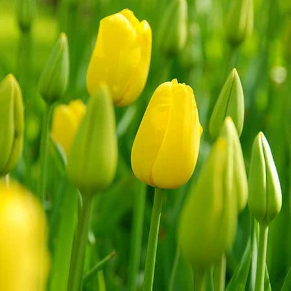 Green And Yellow Tulip Flower Seeds For Planting