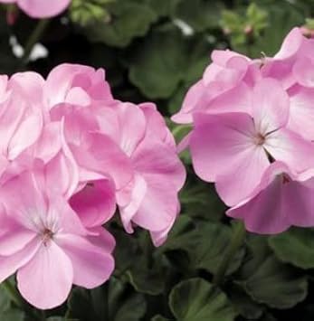 Light Pink Univalve Geranium Flower seeds for Planting - Vibrant Colors, Heirloom & GMO Free Seeds for Home Garden
 
 Sale for planting in home garden.