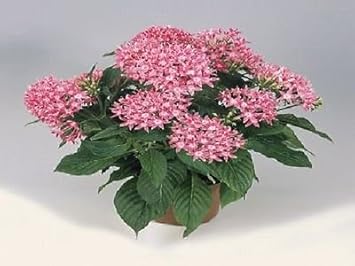 Pink Pentas Flower seeds for Planting - Compact Growth, Heirloom & GMO Free Seeds for Home Garden
 
 Sale for planting in home garden.