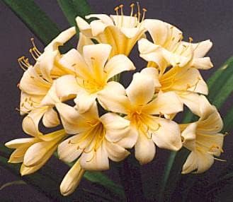 Light Yellow Natal Lily or Bush Lily Flower seeds for Planting - Drought Tolerant, Heirloom & GMO Free Seeds for Home Garden
 
 Sale for planting in home garden