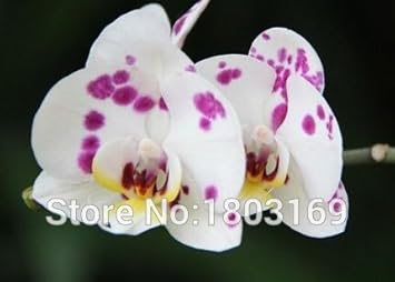 White Purple Phalaenopsis Orchid Flower seeds for Planting - Sun Loving, Heirloom & GMO Free Seeds for Home Garden
 
 Sale for planting in home garden.