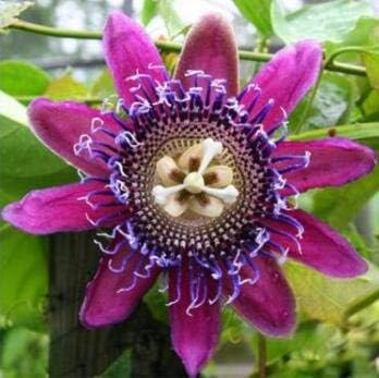 Blue White Primula Flower Seeds for Planting Vibrant Colors Heirloom & GMO Free Seeds for Home Garden
 
 Sale for planting in home garden