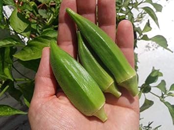 Lady Finger Vegetable Seeds - Comprehensive Planting Guide