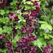 Akebia Quinata Flower seeds for Planting - Cottage Garden Essential, Heirloom & GMO Free Seeds for Home Garden
 
 Sale for planting in home garden.