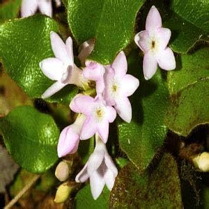 Trailing Arbutus Seeds For Planting - Delicate Ground Cover Flowering