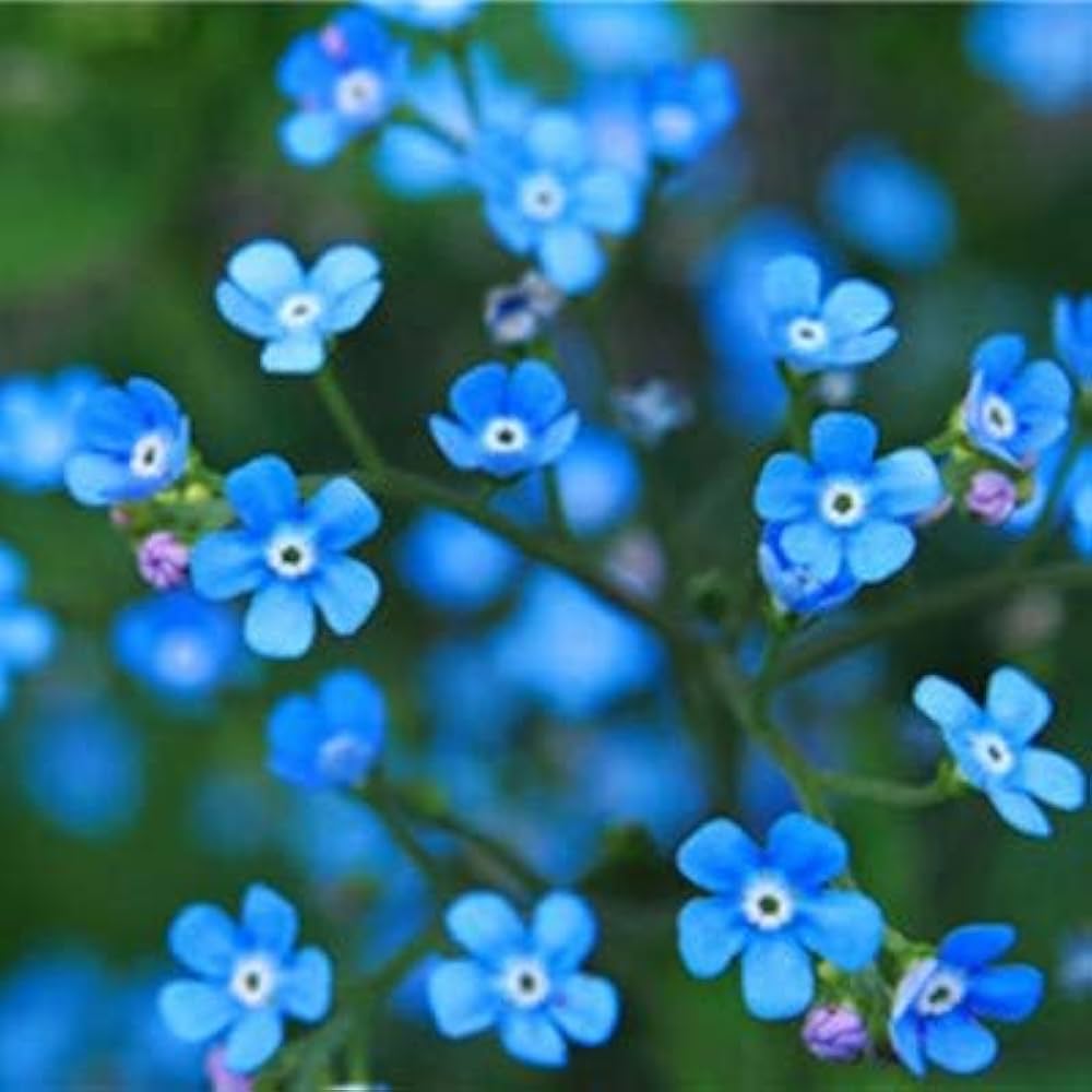 Myosotis Sylvatica Myosotis sylvatica for planting in woodland garden