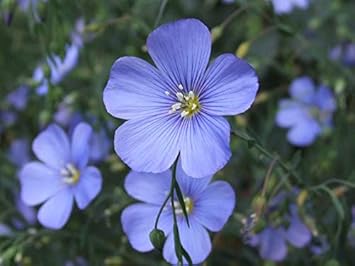 Blue Linum Lewisii Flower seeds for Planting - Bright Blooms, Heirloom & GMO Free Seeds for Home Garden
 
 Sale for planting in home garden.