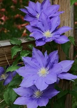 Thick Pink Rose Flower Seeds for Planting Easy to Grow Heirloom & GMO Free Seeds for Home Garden
 
 Sale for planting in home garden