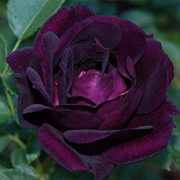 Rose Purple Black Seeds For Planting: Premium Quality Flower Stunning Blooms