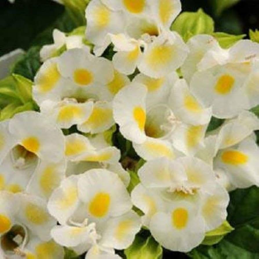 Torenia Kauai Lemon Drop Seeds
