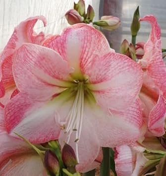 White Pink Hippeastrum Rutilum Flower seeds for Planting - Perfect for Borders, Heirloom & GMO Free Seeds for Home Garden
 
 Sale seeds for planting in home garden