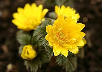 Yellow Adonis Flower seeds for Planting - Cottage Garden Essential, Heirloom & GMO Free Seeds for Home Garden
 
 Sale seeds for home garden