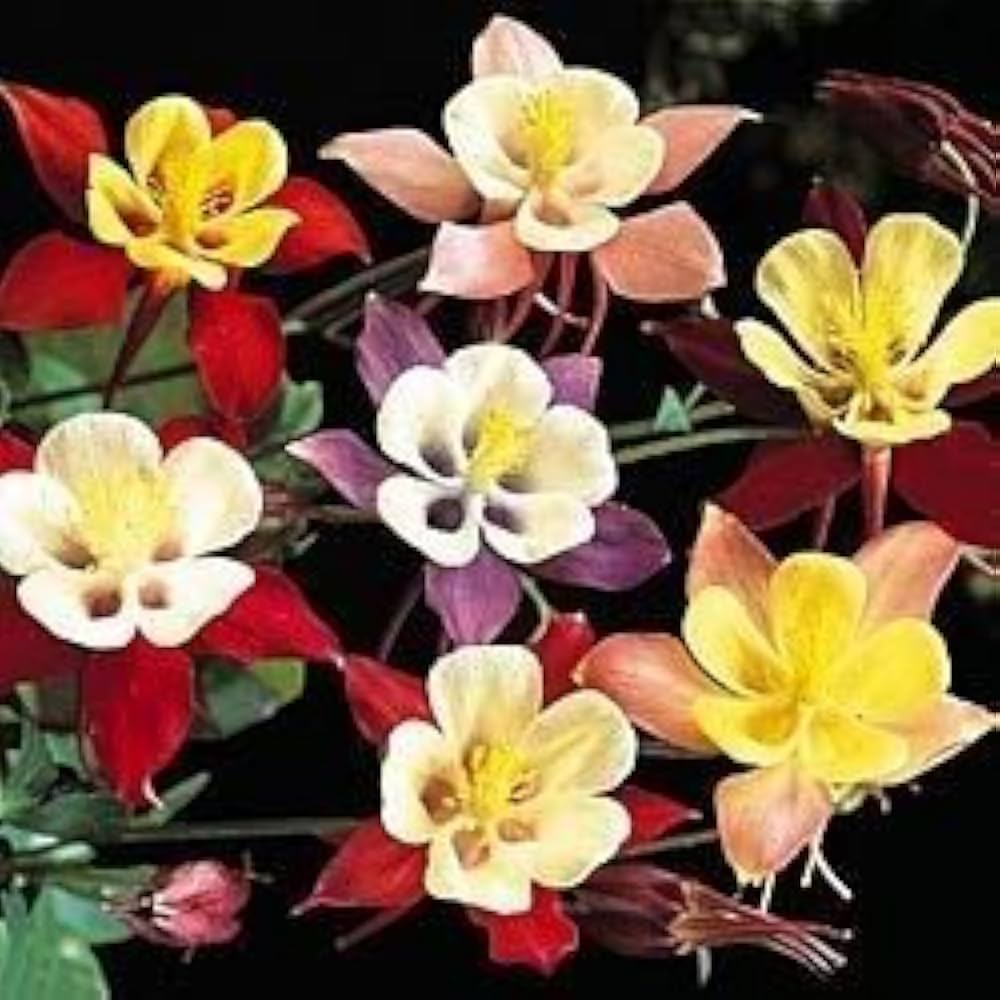 Winky Double Mix Columbine Aquilegia Flower Seeds for Planting