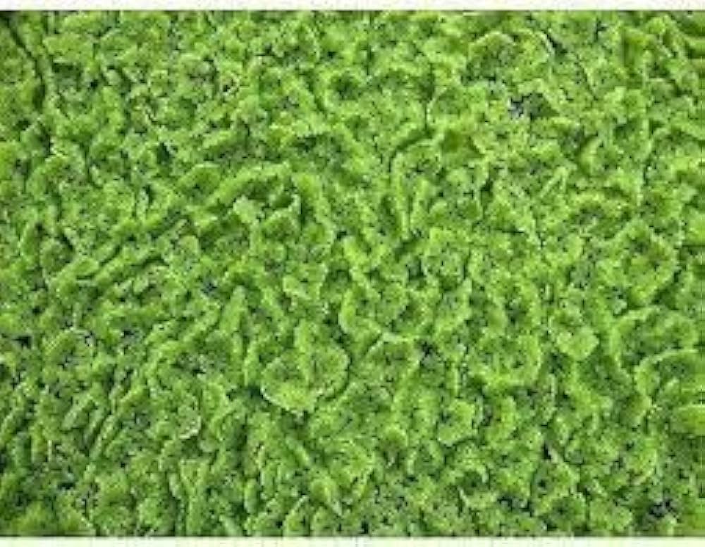 Green Moss Moss spp. Seeds for planting in flower bed