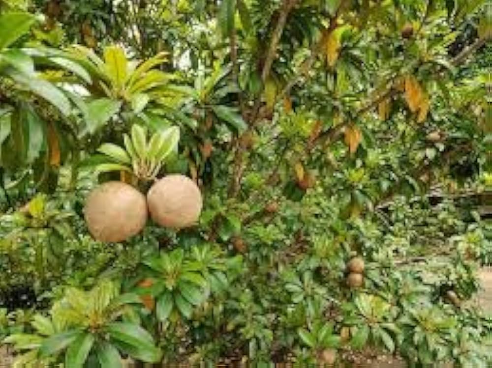 Nageia Nageia Seeds for planting in flower bed