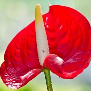 Red Anthurium Flower seeds for Planting - Compact Growth, Heirloom & GMO Free Seeds for Home Garden
 
 Sale for planting in home garden