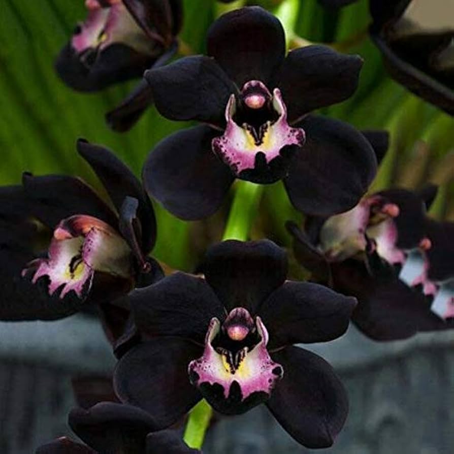 Black Phalaenopsis Orchids Planting Seeds Flower