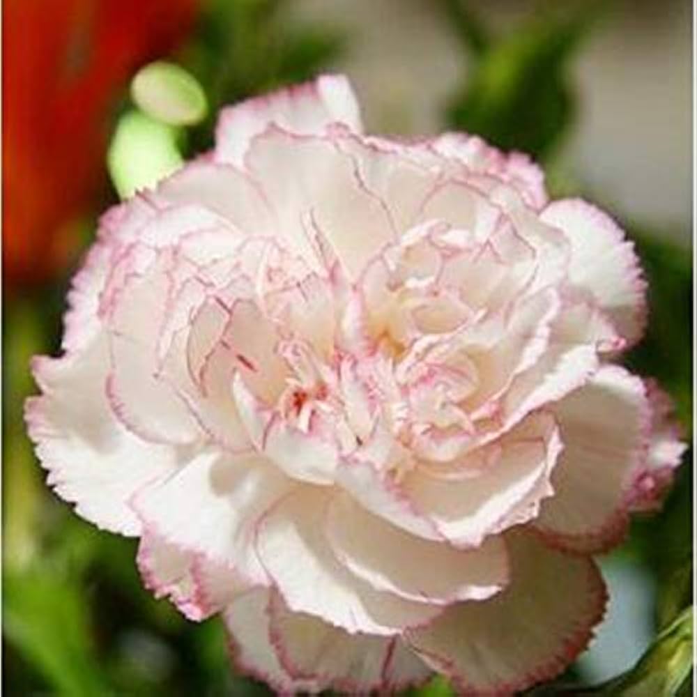 Baby Pink Carnation Flower seeds for Planting - Premium Quality, Heirloom & GMO Free Seeds for Home Garden
 
 Sale seeds for planting in home garden