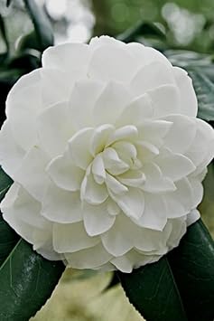 Heirloom Camelia Flower seeds for Planting Sun Loving Heirloom & GMO Free Seeds for Home Garden 
 
 Sale for planting in home garden