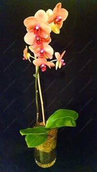 Orange Mini Orchid Flower seeds for Planting - Seasonal Bloomer, Heirloom & GMO Free Seeds for Home Garden
 
 Sale for planting in home garden.