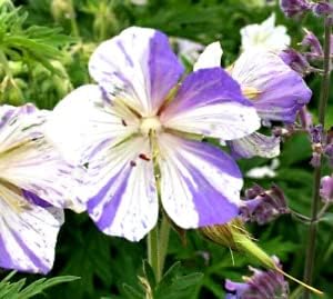 Violet & White Geraniums Flower seeds for Planting - Bright Blooms, Heirloom & GMO Free Seeds for Home Garden
 
 Sale for planting in home garden.