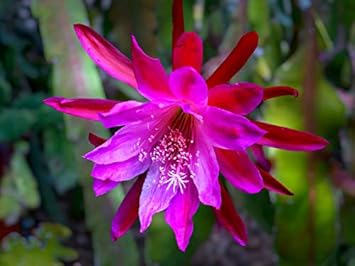 Pink Epiphyllum Oxypetalum Flower seeds for Planting - Hardy Variety, Heirloom & GMO Free Seeds for Home Garden
 
 Sale seeds for planting in home garden