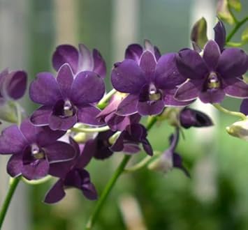 Dark Blue Rose Flower Seeds Seasonal Bloomer Heirloom & GMO Free Seeds for Home Garden
 
 Sale for planting in home garden