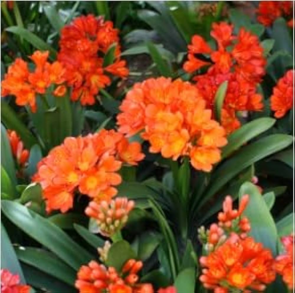 Clivia Lily Clivia miniata for planting in shaded garden