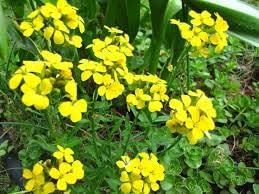 Heirloom WallFlower seeds for Planting Cottage Garden Essential Heirloom & GMO Free Seeds for Home Garden 
 
 Sale for planting in home garden