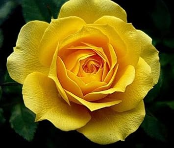 Mustard Yellow Rose Flower seeds for Planting - Vibrant Colors, Heirloom & GMO Free Seeds for Home Garden
 
 Sale for planting in home garden