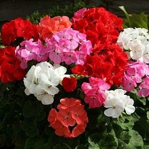 Mixed Geraniums Flower seeds for Planting - Vibrant Colors, Heirloom & GMO Free Seeds for Home Garden
 
 Sale for planting in home garden.