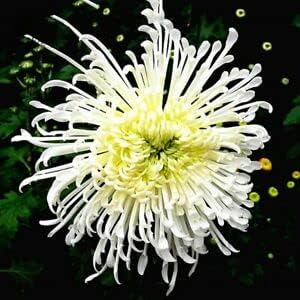 Japan Spider Chrysanthemum Flower seeds for Planting - Garden Favorite, Heirloom & GMO Free Seeds for Home Garden
 
 Sale seeds for home garden