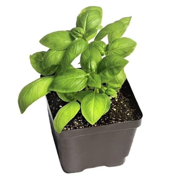 Basil Vegetable Seeds For Planting Seeds