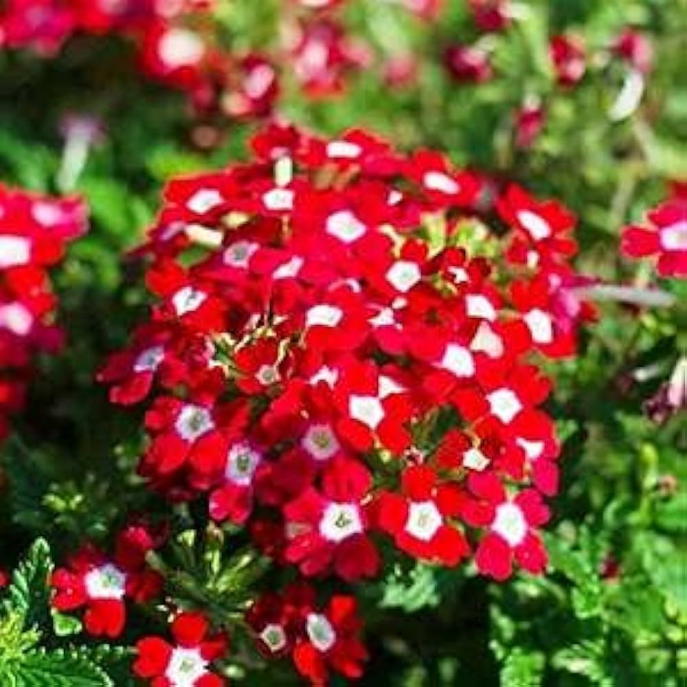 Red Verbena Didyma Flower Seeds For Planting