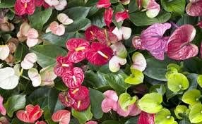 White SkyBlue Gladiolus Flower Seeds for Planting Shade Tolerant Heirloom & GMO Free Seeds for Home Garden
 
 Sale for planting in home garden