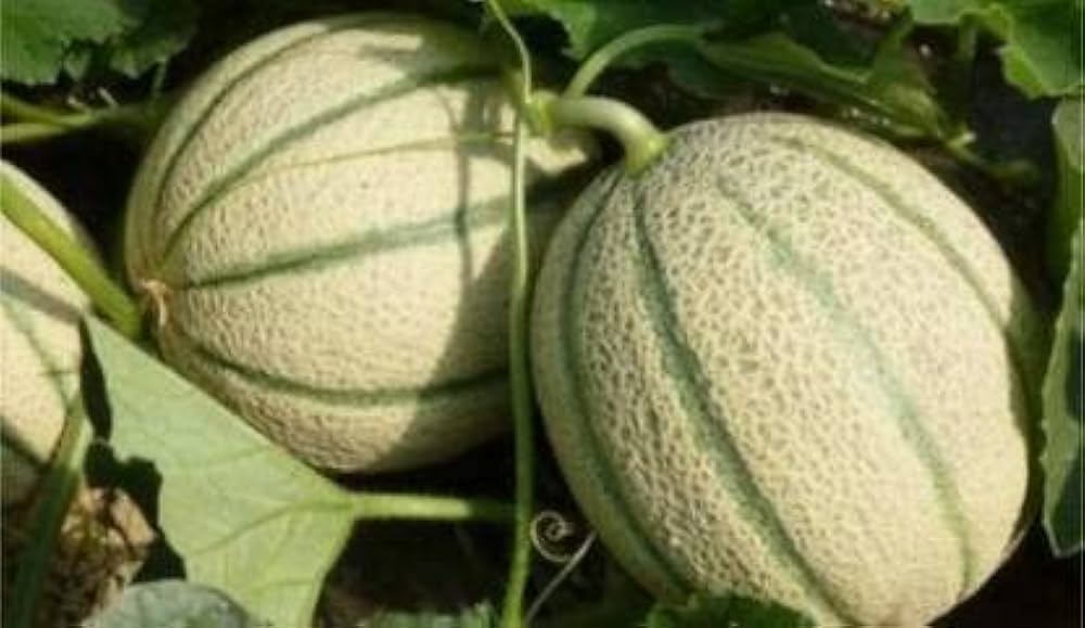 Fortuna Melon Seeds (4G) for Sweet and Juicy Summer Harvests