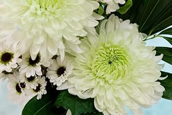 Chrysanthemum Flower Seeds Green White Flower seeds for Planting - Drought Tolerant, Heirloom & GMO Free Seeds for Home Garden
 
 Sale for planting in home garden.