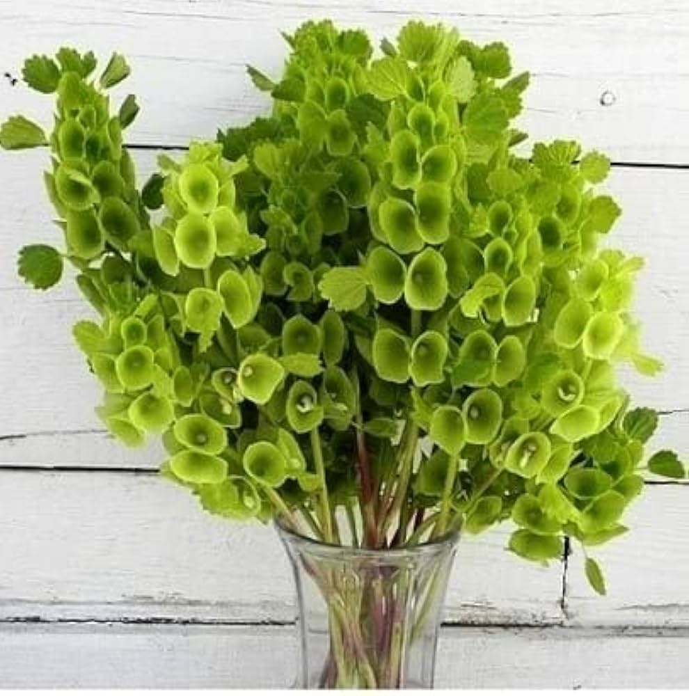 Bells of Ireland Molucella laevis for planting in flower bed