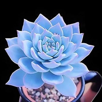 Blue Echeveria Subsessilis Flower seeds for Planting - Sun Loving, Heirloom & GMO Free Seeds for Home Garden
 
 Sale seeds for home garden