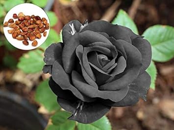 Black Blue Rose Flower Seeds for Planting Pollinator Friendly Heirloom & GMO Free Seeds for Home Garden
 
 Sale for planting in home garden