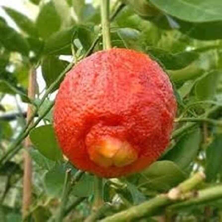 Red Lemon Fruit Seeds Yellow Planting