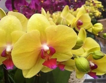 Butterfly Orchids Flower Seeds Yellow Planting